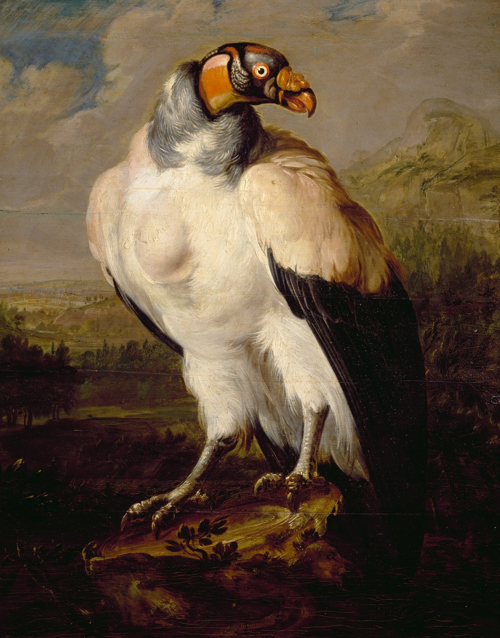 King Vulture by Dutch School: Buy fine art print