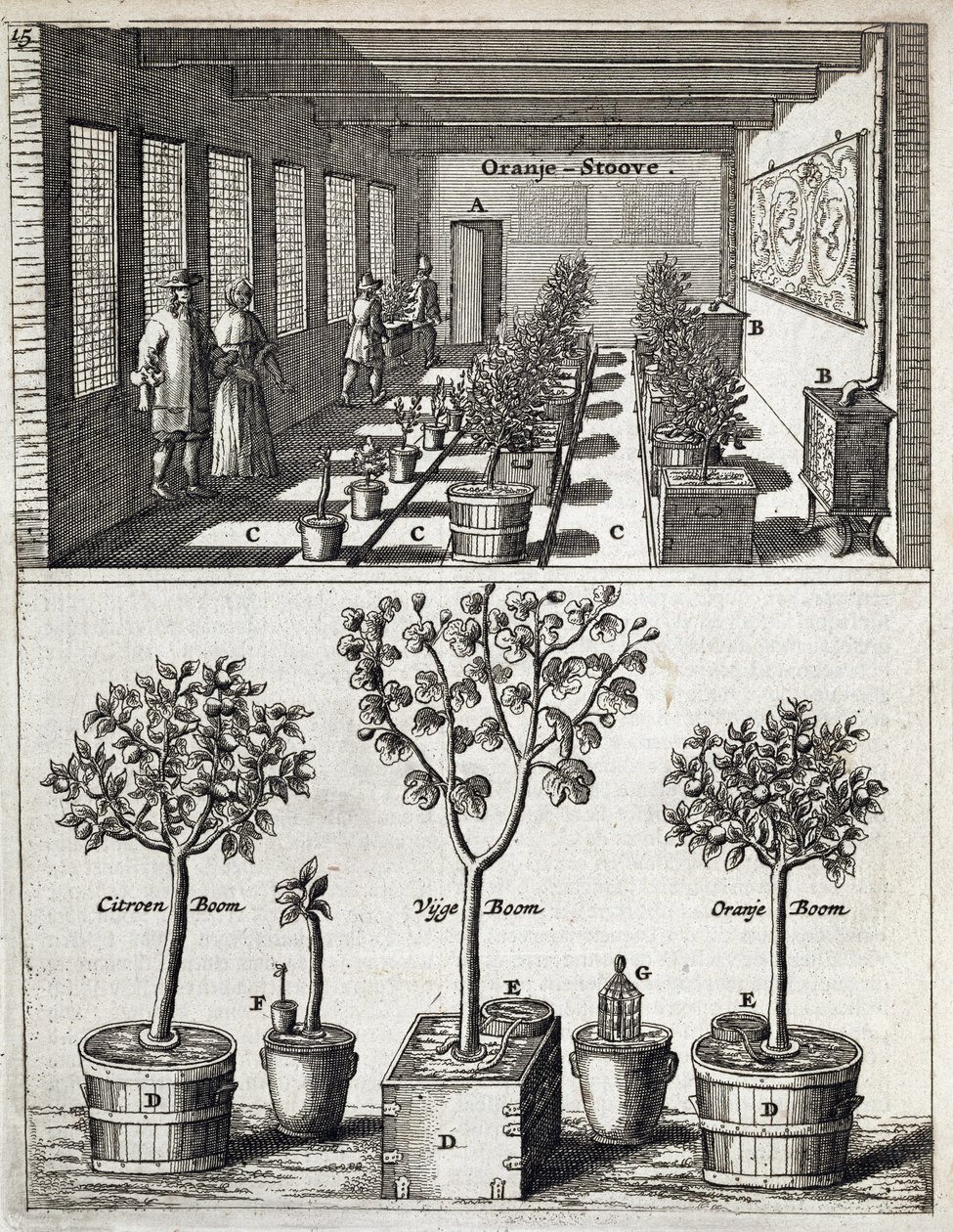 Orangery, from De Nederlandze Hesperides by Jan Commelin by Dutch School