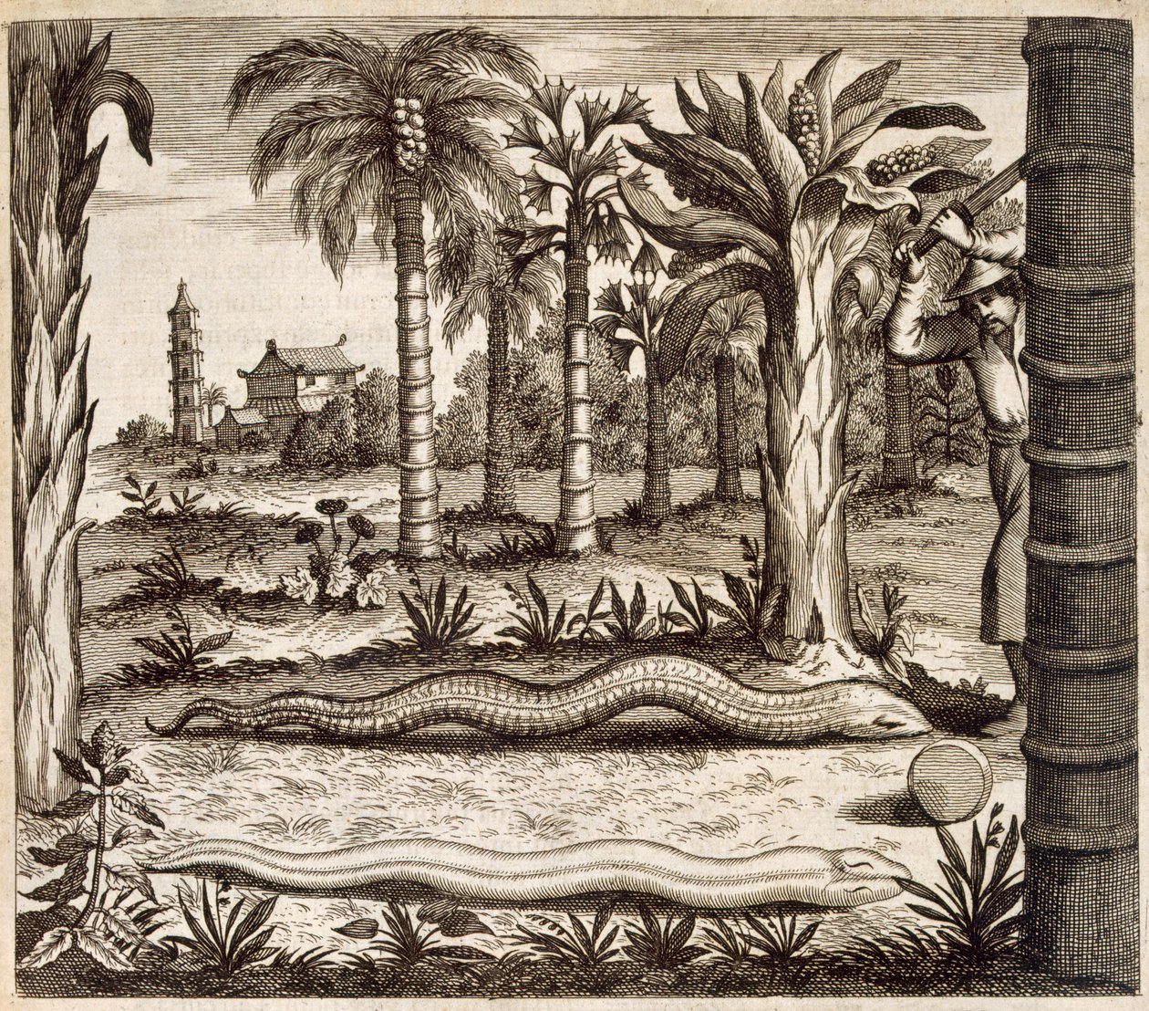 The Stone Snake, from China Illustrated by Athanasius Kircher, 1667 by Dutch School