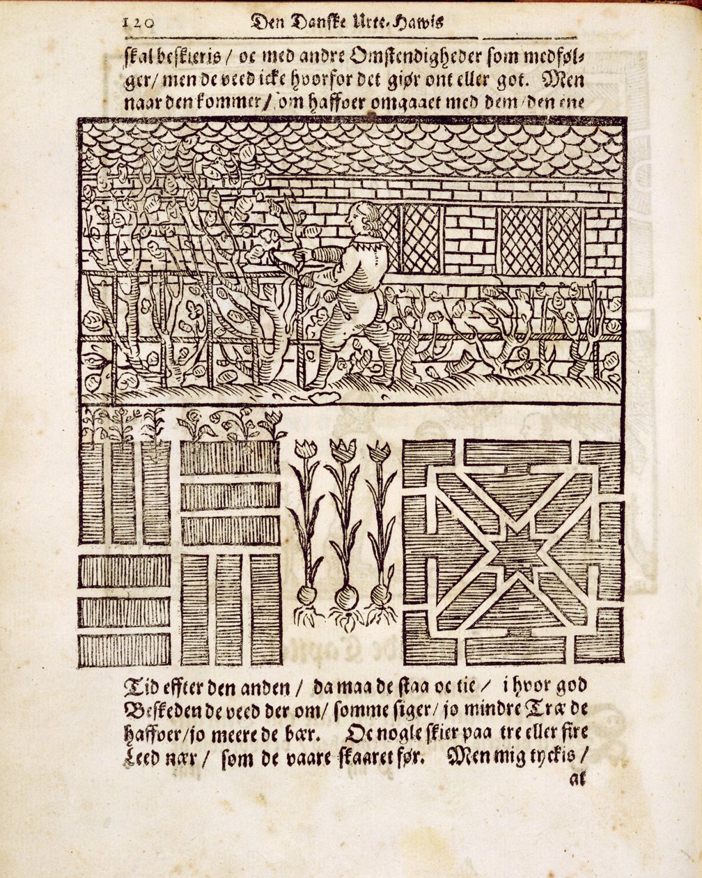 Training and Planting in the garden, from The Dutch Gardener, by Johann van der Groen, published 1699 by Dutch School