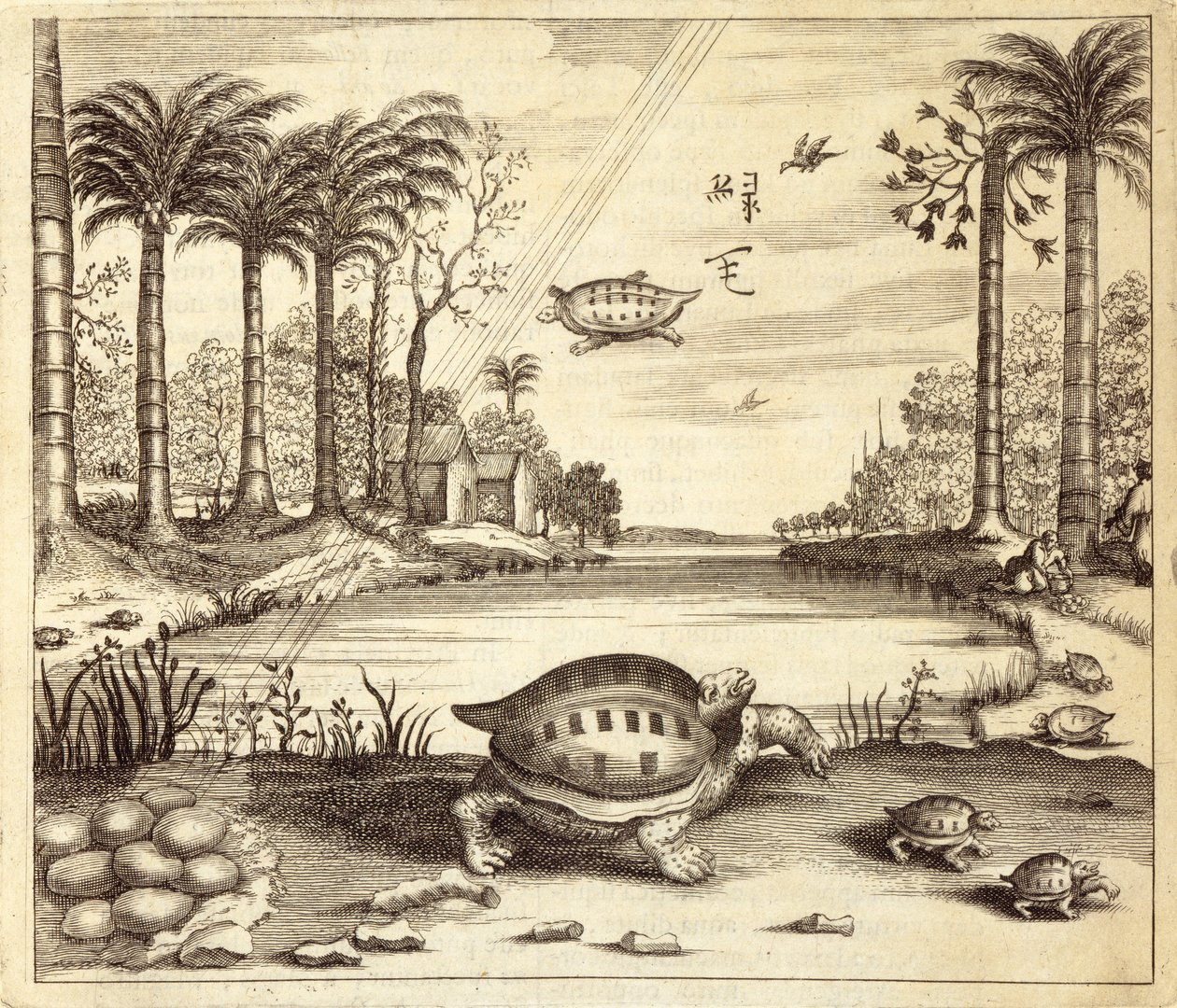 Turtle Eggs Hatching, from China Illustrated by Athanasius Kircher, 1667 by Dutch School