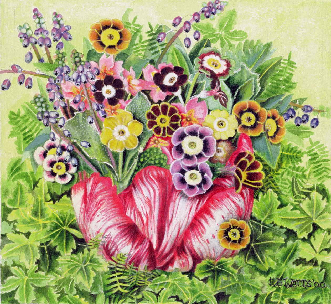 Auriculas, 2000 by E.B. Watts