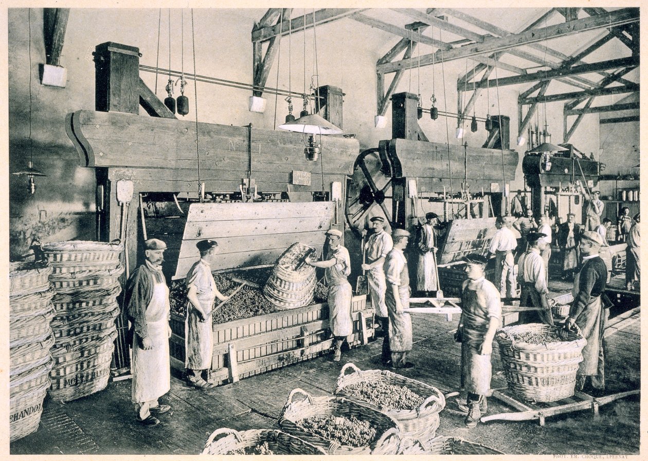Collecting the grapes in baskets, from 