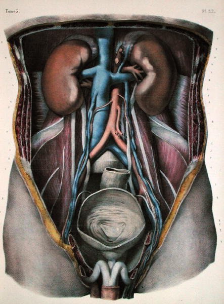 The kidneys and bladder, plate from 