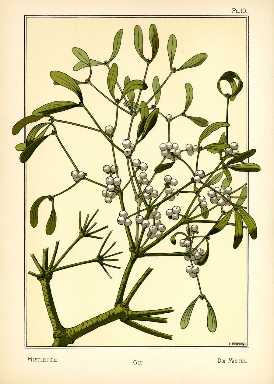 The Mistletoe by E. Hervegh