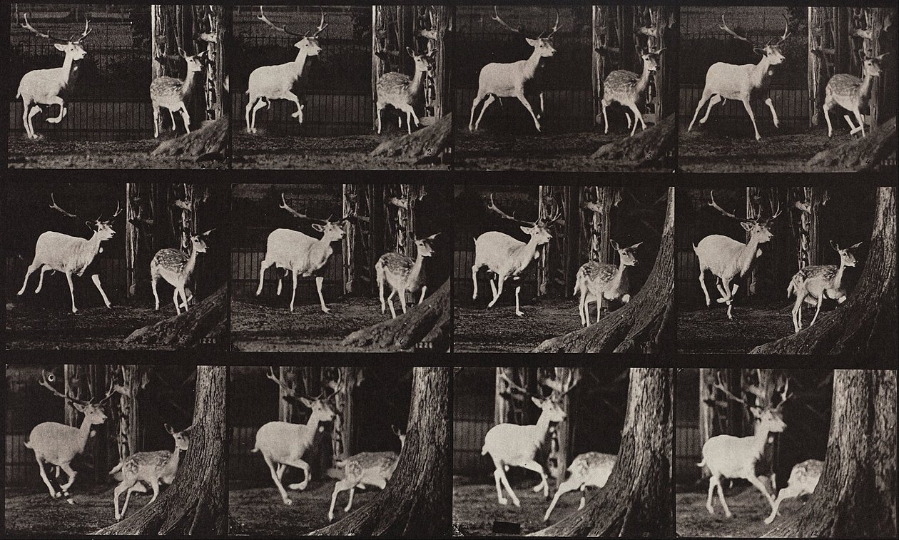 Animal Locomotion, Plate 686 by Eadweard Muybridge