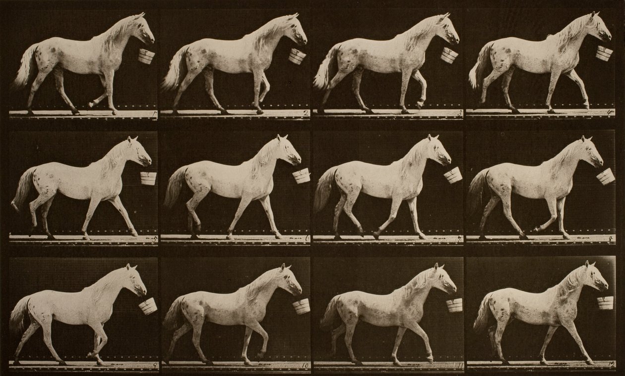 Walking with a Bucket in Mouth; Light-Gray Horse, Eagle by Eadweard Muybridge