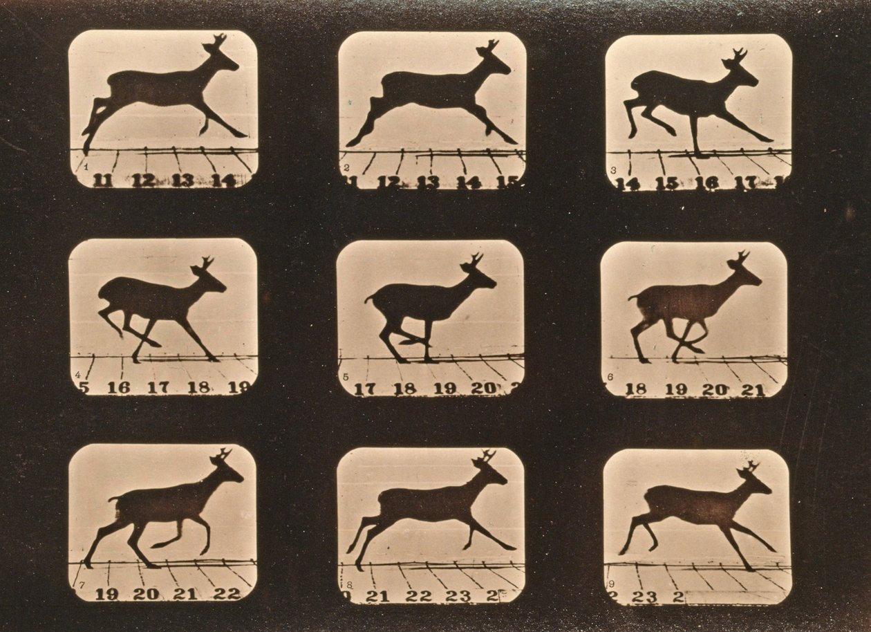 Image Sequence of a Running Deer, 