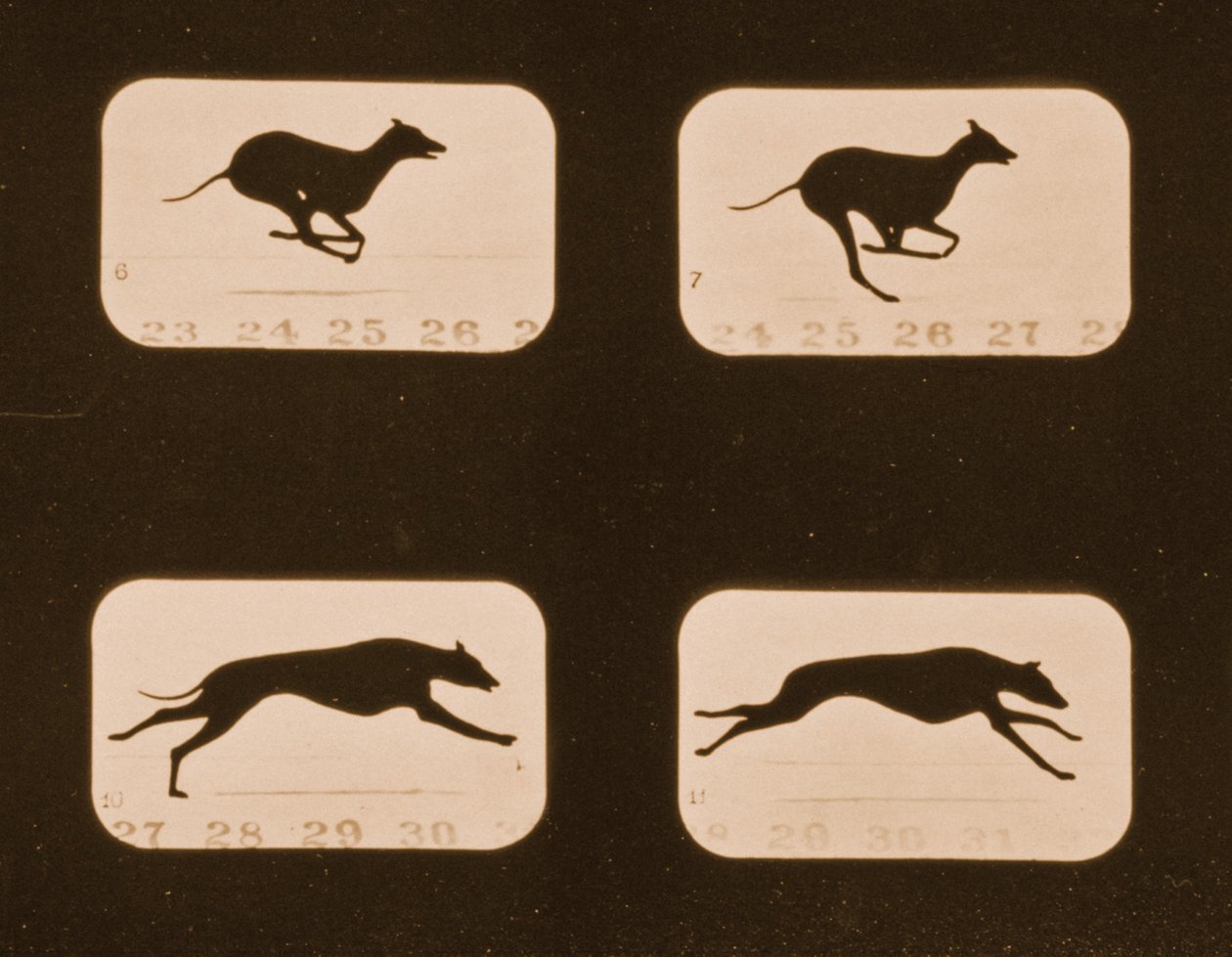 Image Sequence of Running Greyhounds, 