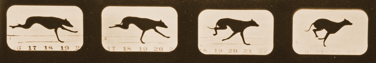 Image Sequence of Running Greyhounds, 