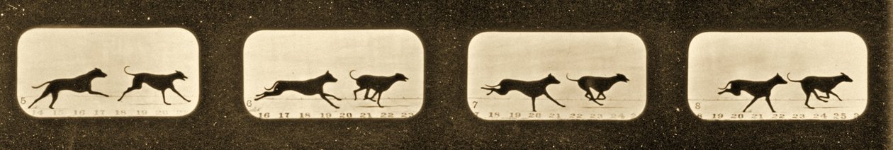 Image sequence of running Greyhounds, 