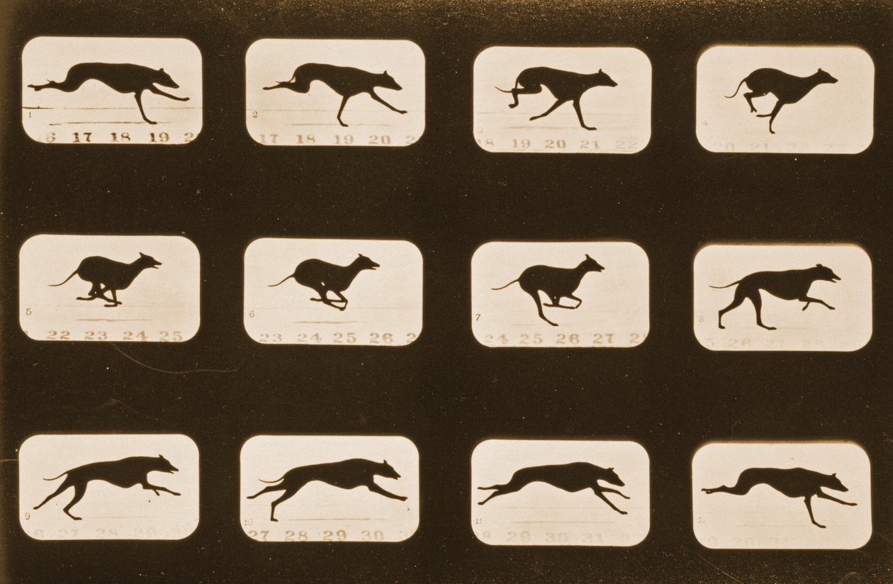 Image sequence of running Greyhounds, 