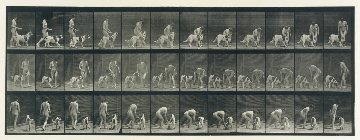 Animal Locomotion. An Electro-Photographic Investigation of Consecutive Phases of Animal by Eadweard Muybridge