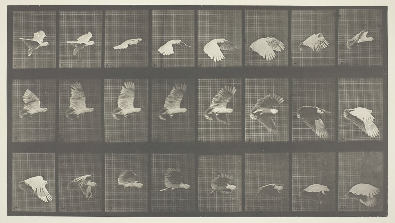 Animal Locomotion, Plate 758, 1887 by Eadweard Muybridge