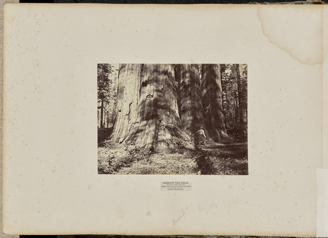 Mammoth Tree Grove, Calaveras County, California. The Salem Witch Group. Average 300 Feet High, 65 Feet in Circumference by Eadweard J. Muybridge