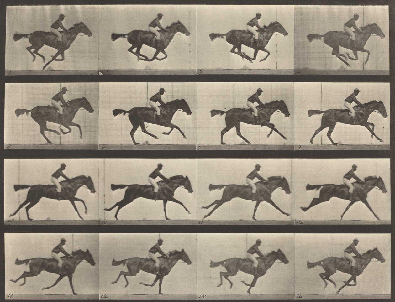 Plate Number 626. Gallop, thoroughbred bay mare, Annie G., 1887 by Eadweard Muybridge