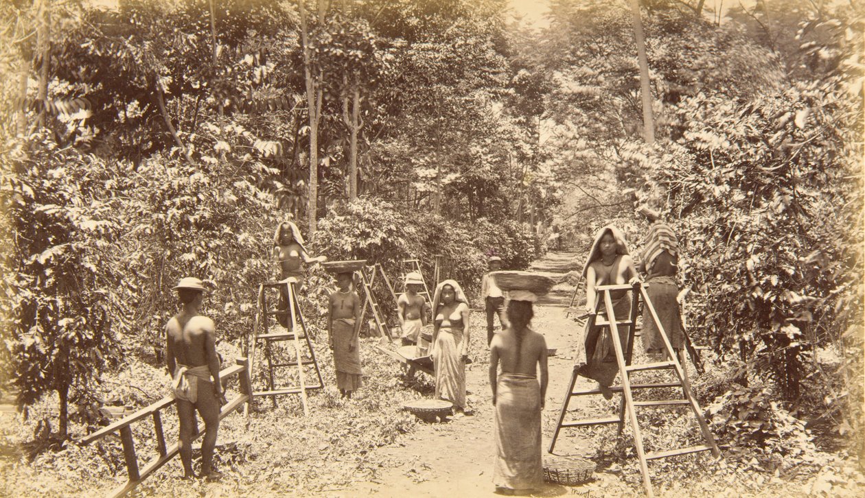 Coffee Harvesting at San Isidro, Elevation 1000 Feet, Guatemala by Eadweard Muybridge
