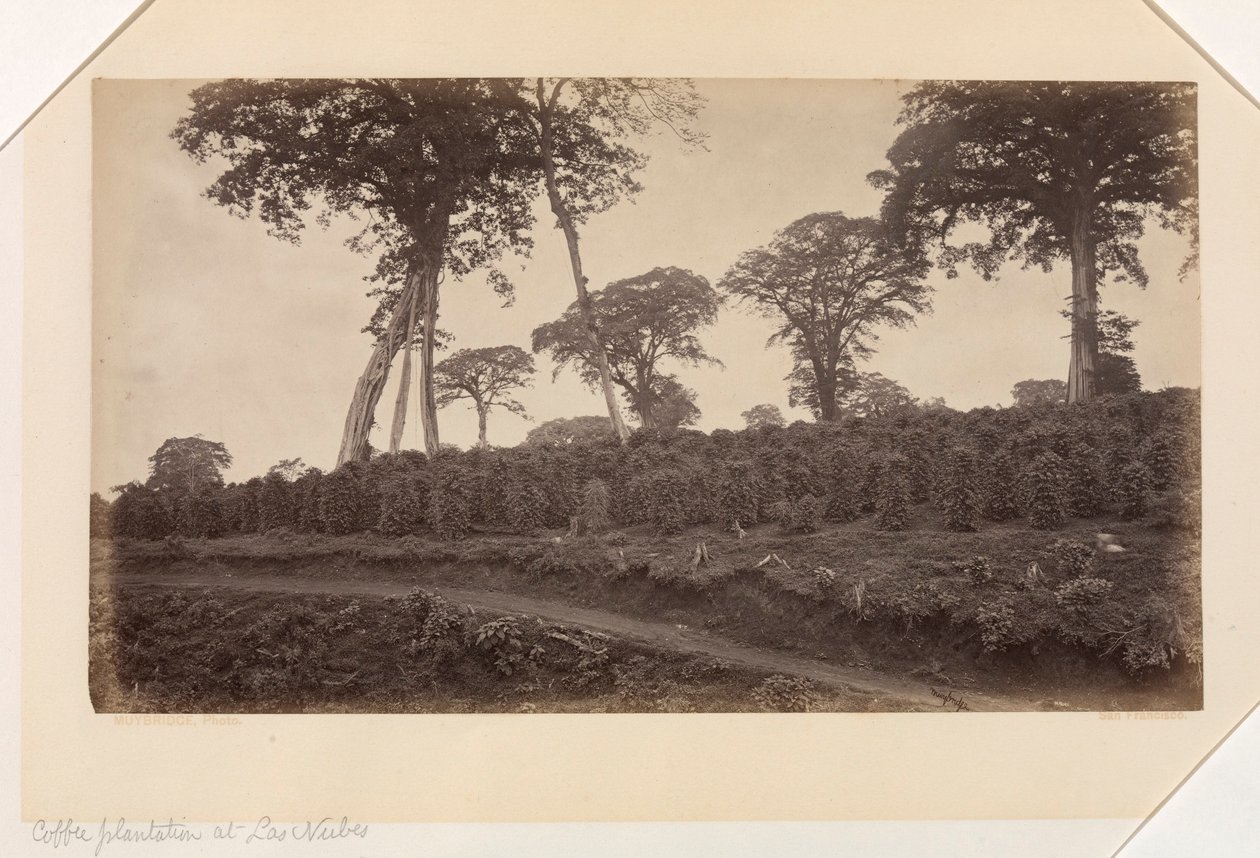 Coffee Plantation at Las Nubes, Guatemala by Eadweard Muybridge