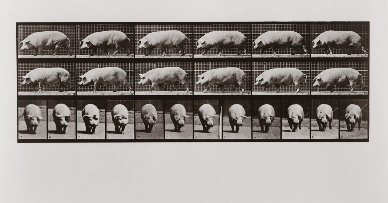 Pig walking, Plate 673 from Animal Locomotion by Eadweard Muybridge