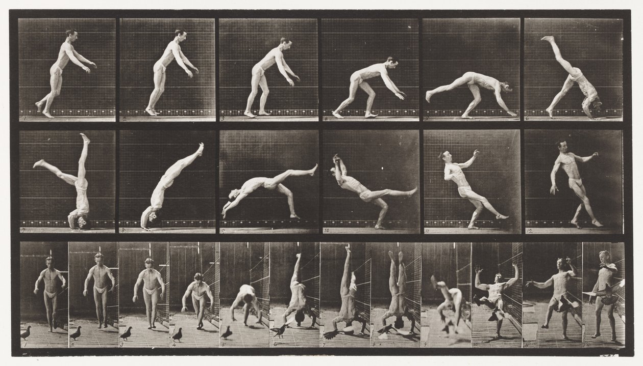 Headspring, A Flying Pigeon Interfering by Eadweard Muybridge