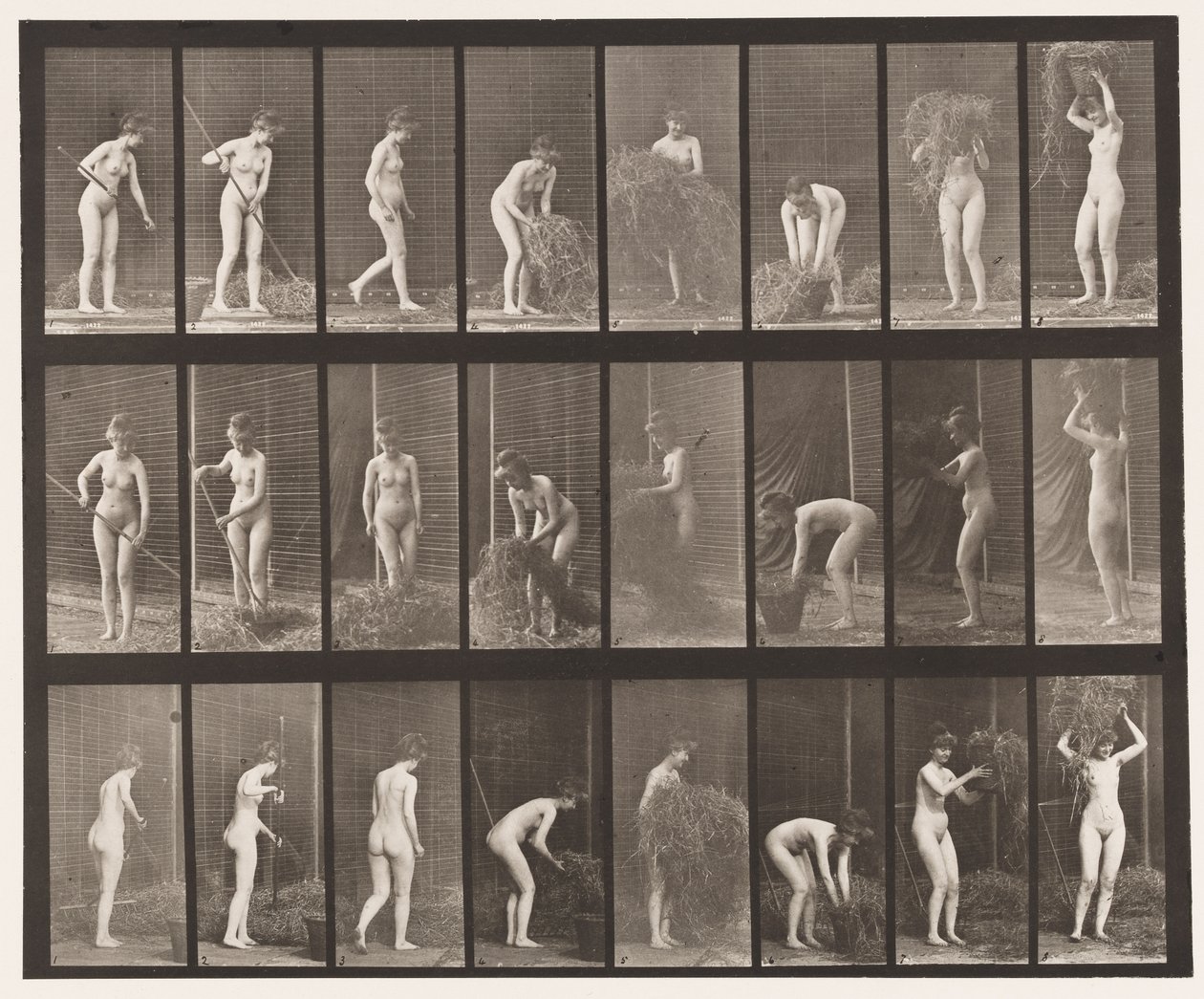 Plate 499. Raking and Packing Hay by Eadweard Muybridge