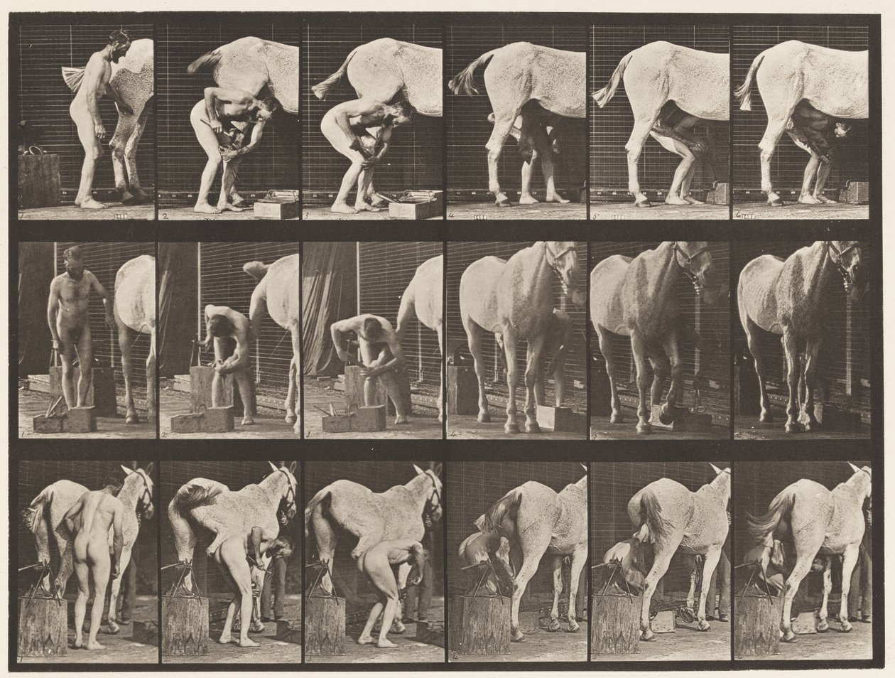 Plate 509. Shoeing a Horse by Eadweard Muybridge
