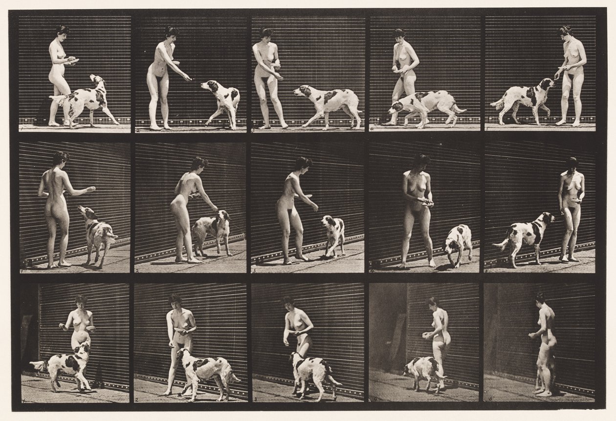 Plate 514. Feeding a Dog by Eadweard Muybridge