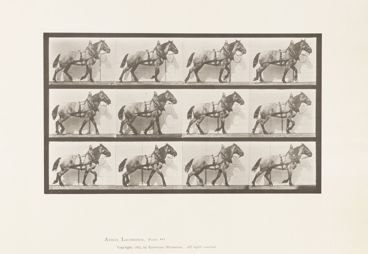 Hauling; Dark-Gray Belgian Horse Billy, 1885 by Eadweard Muybridge