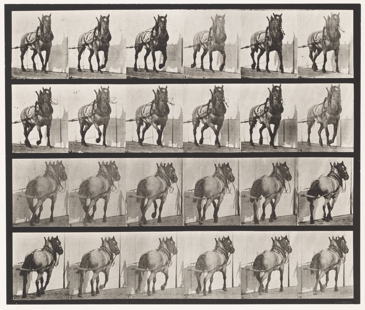 Hauling; Dark-Gray Belgian Horse Billy (Plate 568) by Eadweard Muybridge