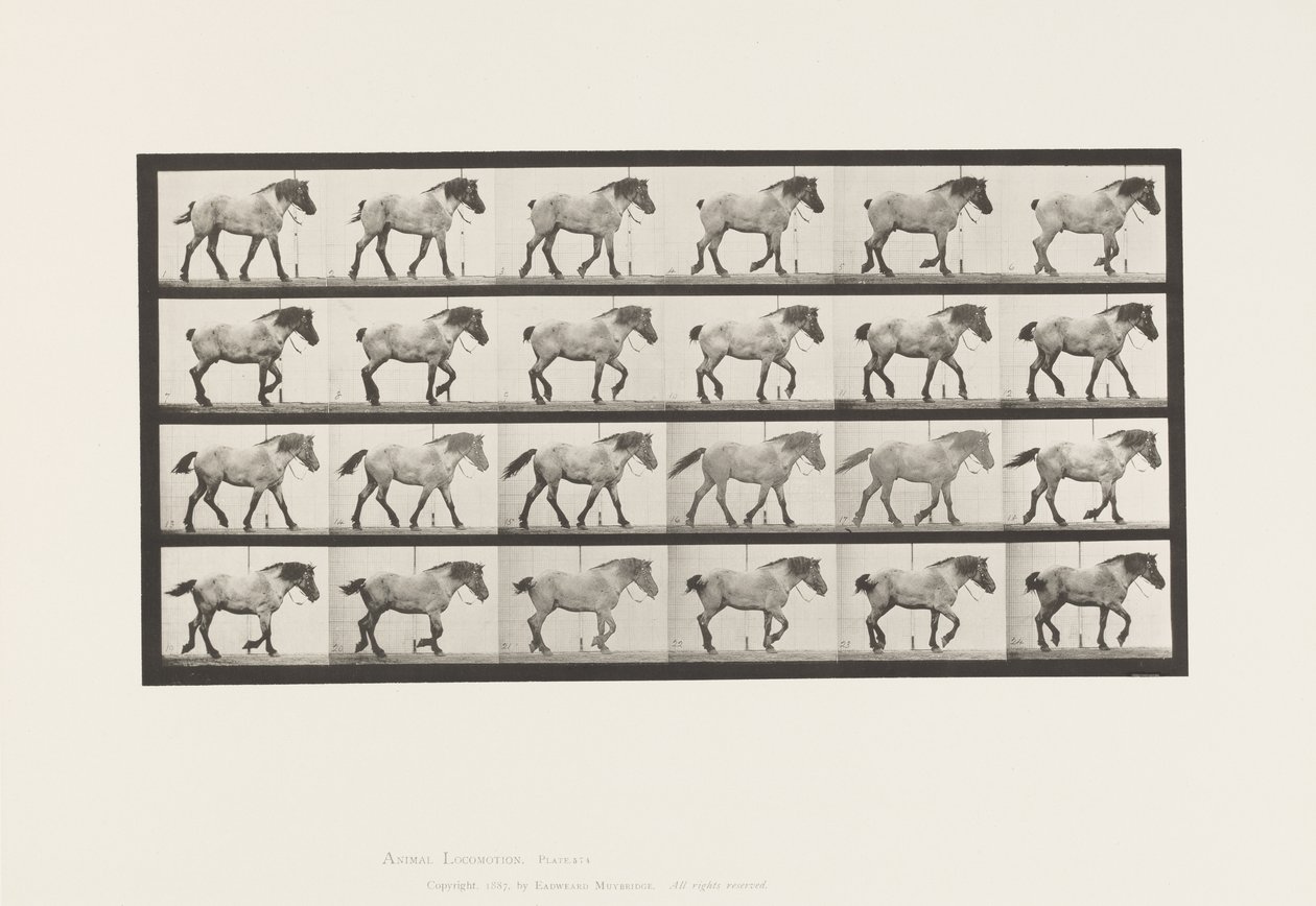 Plate 574. Walking; Free; Dark-Gray Belgian Horse Hansel by Eadweard Muybridge