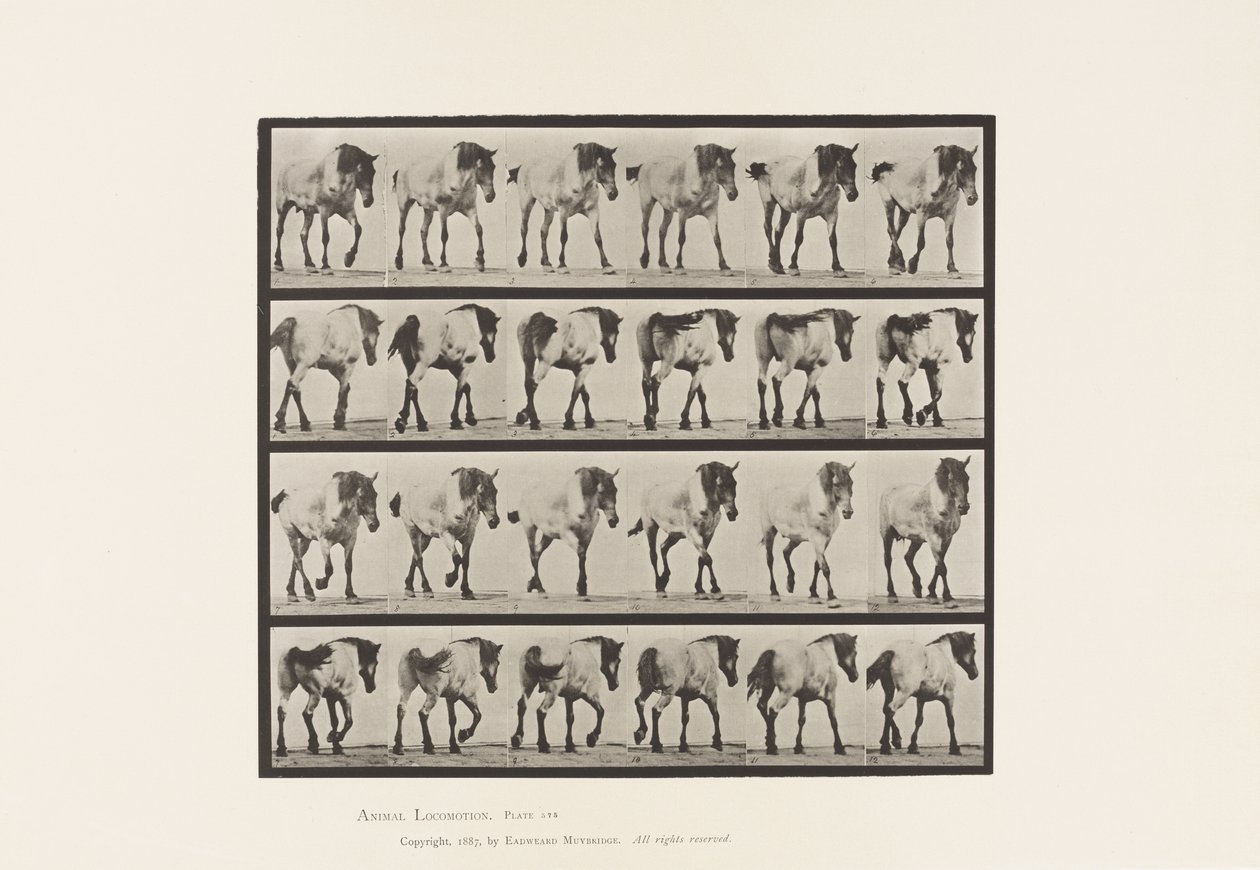 Walking; Free; Dark-Gray Belgian Horse Hansel, 1885 by Eadweard Muybridge