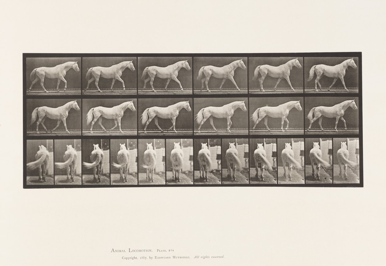 Walking; Free; Light-Gray Horse Eagle by Eadweard Muybridge