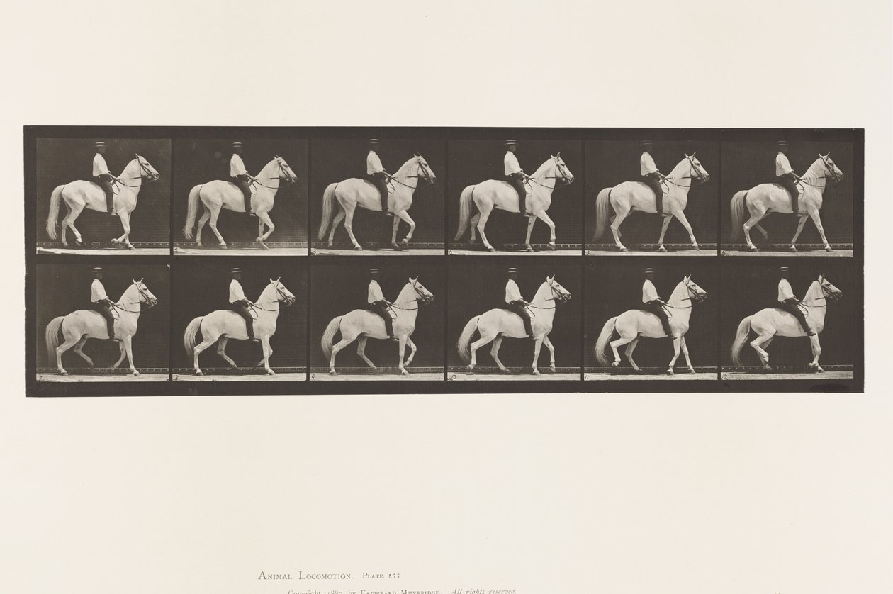 Walking; Saddle; Irregular; White Horse Clinton, 1885 by Eadweard Muybridge