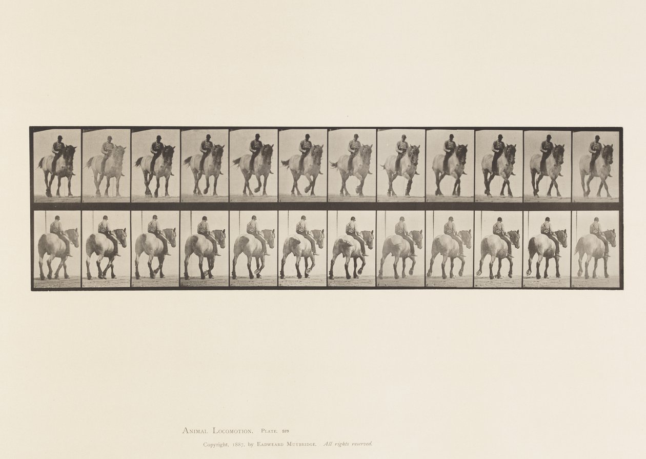 Walking; Bare Back; Dark-Gray Belgian Horse Dusel (Plate 578) by Eadweard Muybridge