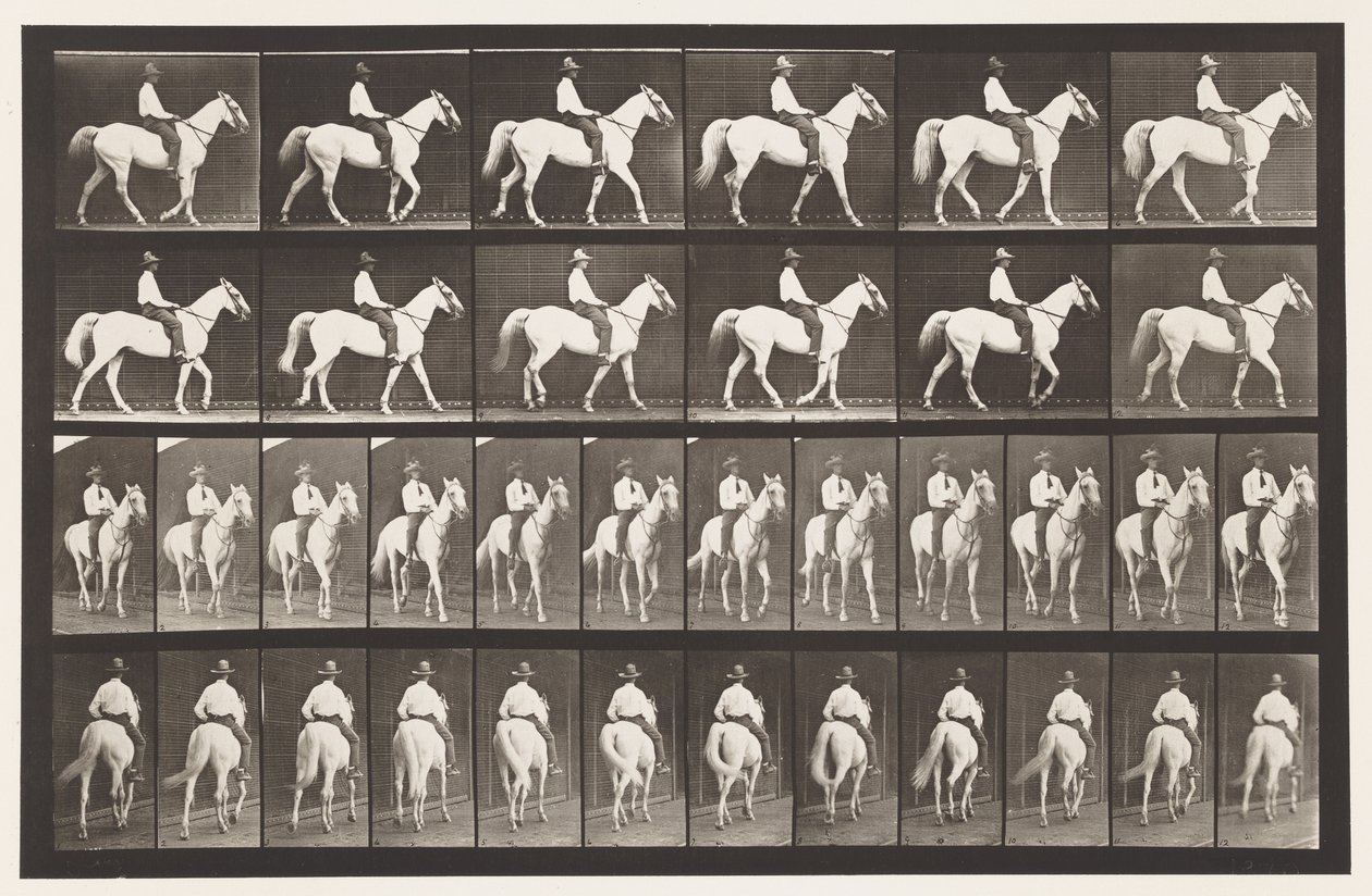 Walking; Saddle; White Horse Elberon, 1885 by Eadweard Muybridge