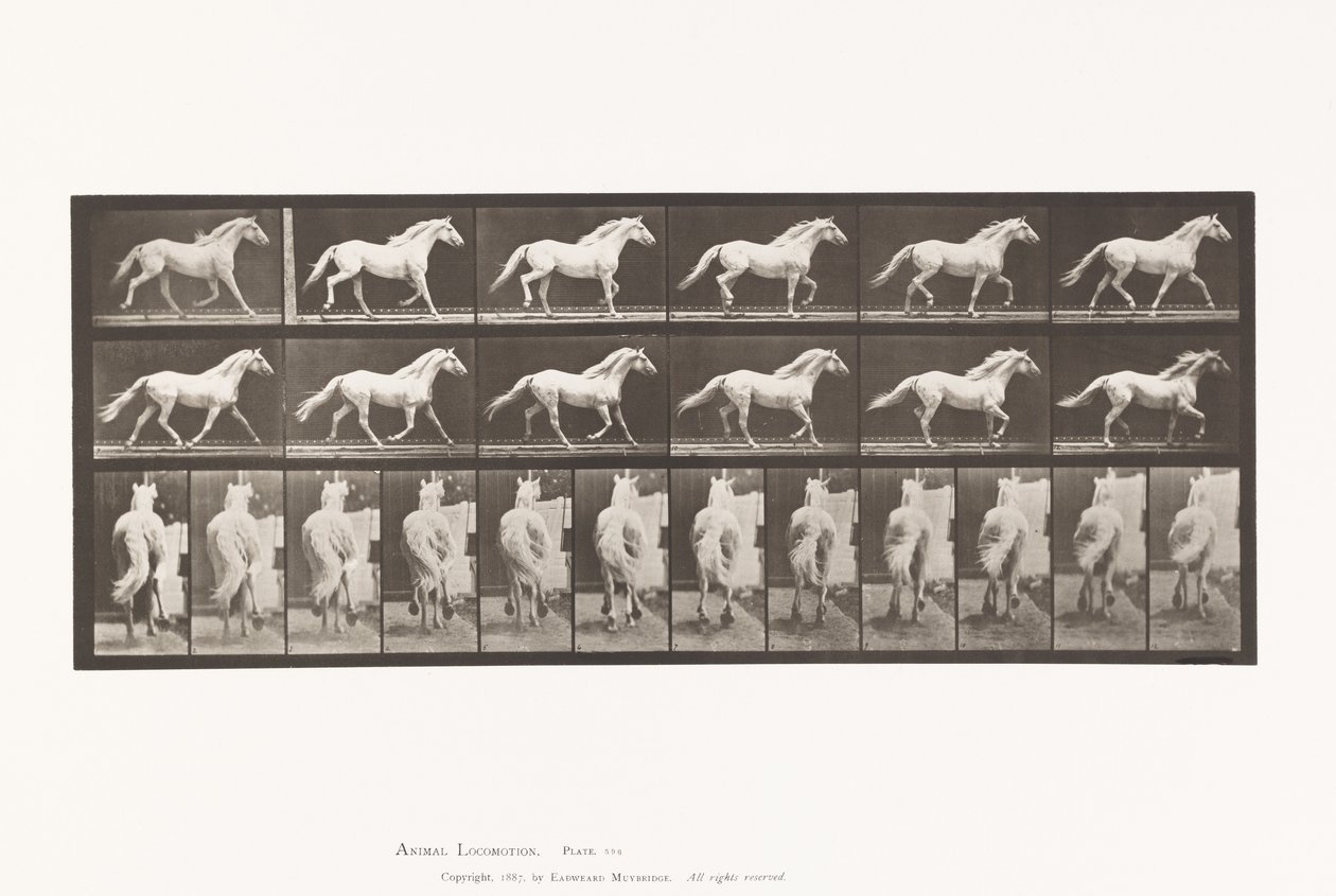 Trotting; Free; Light-Gray Horse Eagle (Plate 596) by Eadweard Muybridge