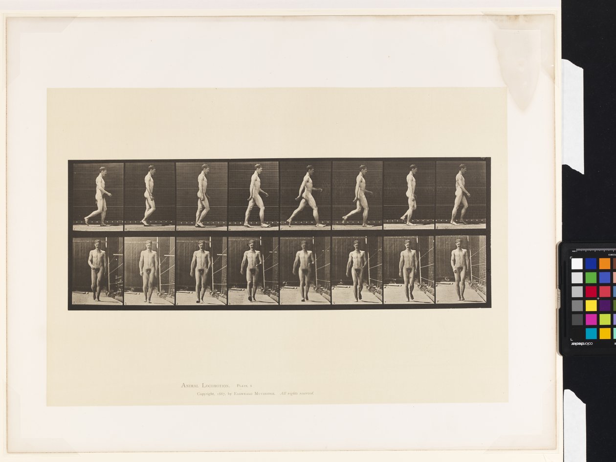 Plate 5. Walking by Eadweard Muybridge