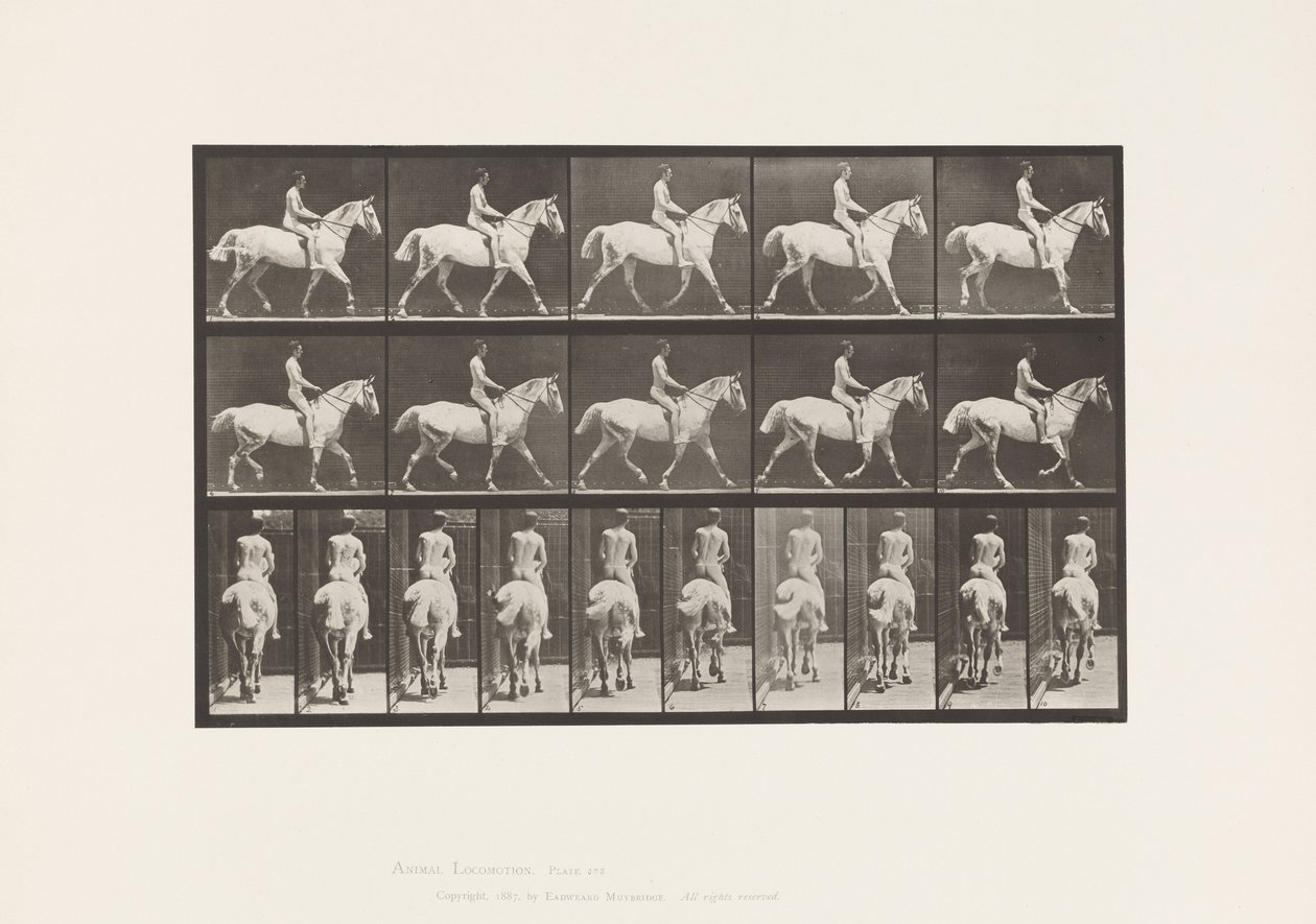 Trotting; Saddle; Ride, 43, Wide, Light-Gray Horse Smith (Plate 603) by Eadweard Muybridge