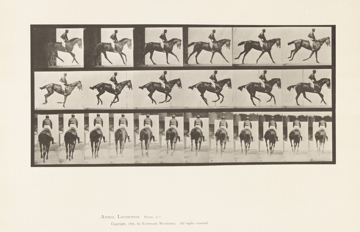Canter; Saddle; Thoroughbred Bay Mare Annie 6 (Plate 620) by Eadweard Muybridge