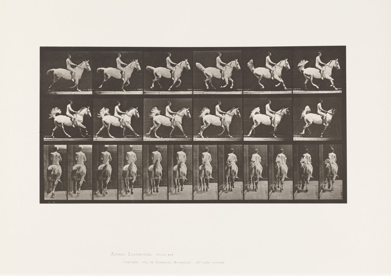 Plate 622. Canter; Saddle; Rider, 43, Nude; Gray Horse, 1885 by Eadweard Muybridge