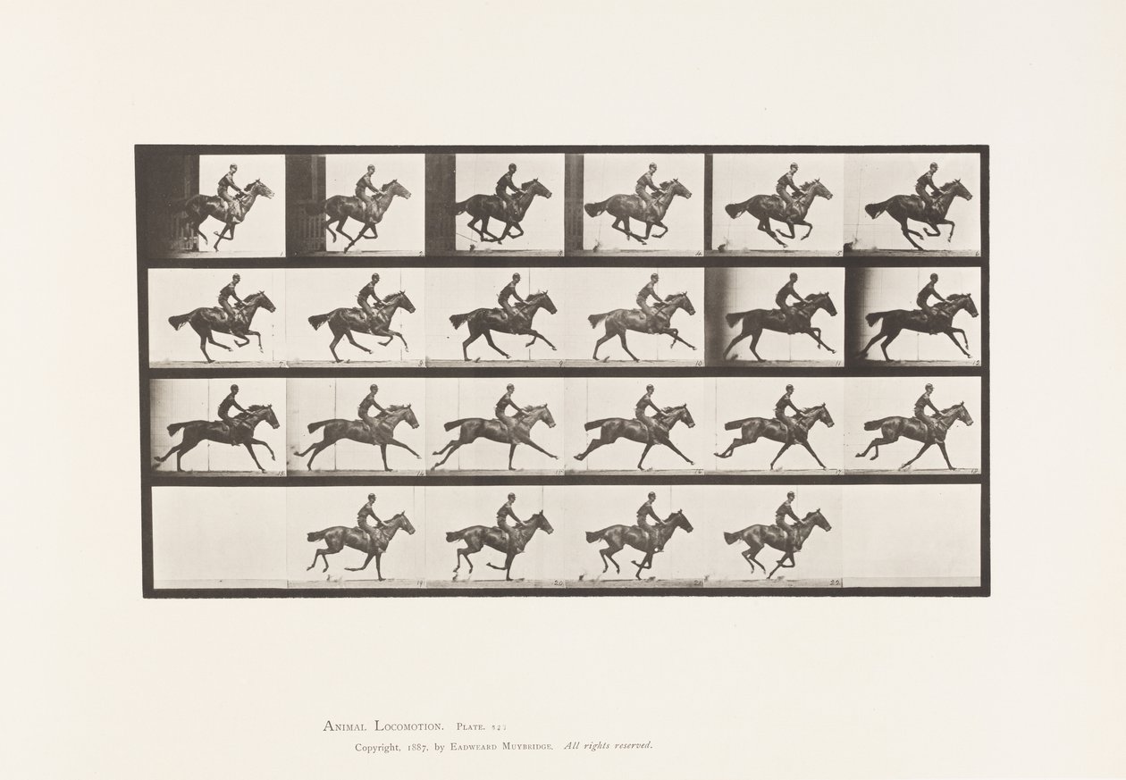 Gallop; Thoroughbred Bay Horse Bouquet (Plate 625) by Eadweard Muybridge
