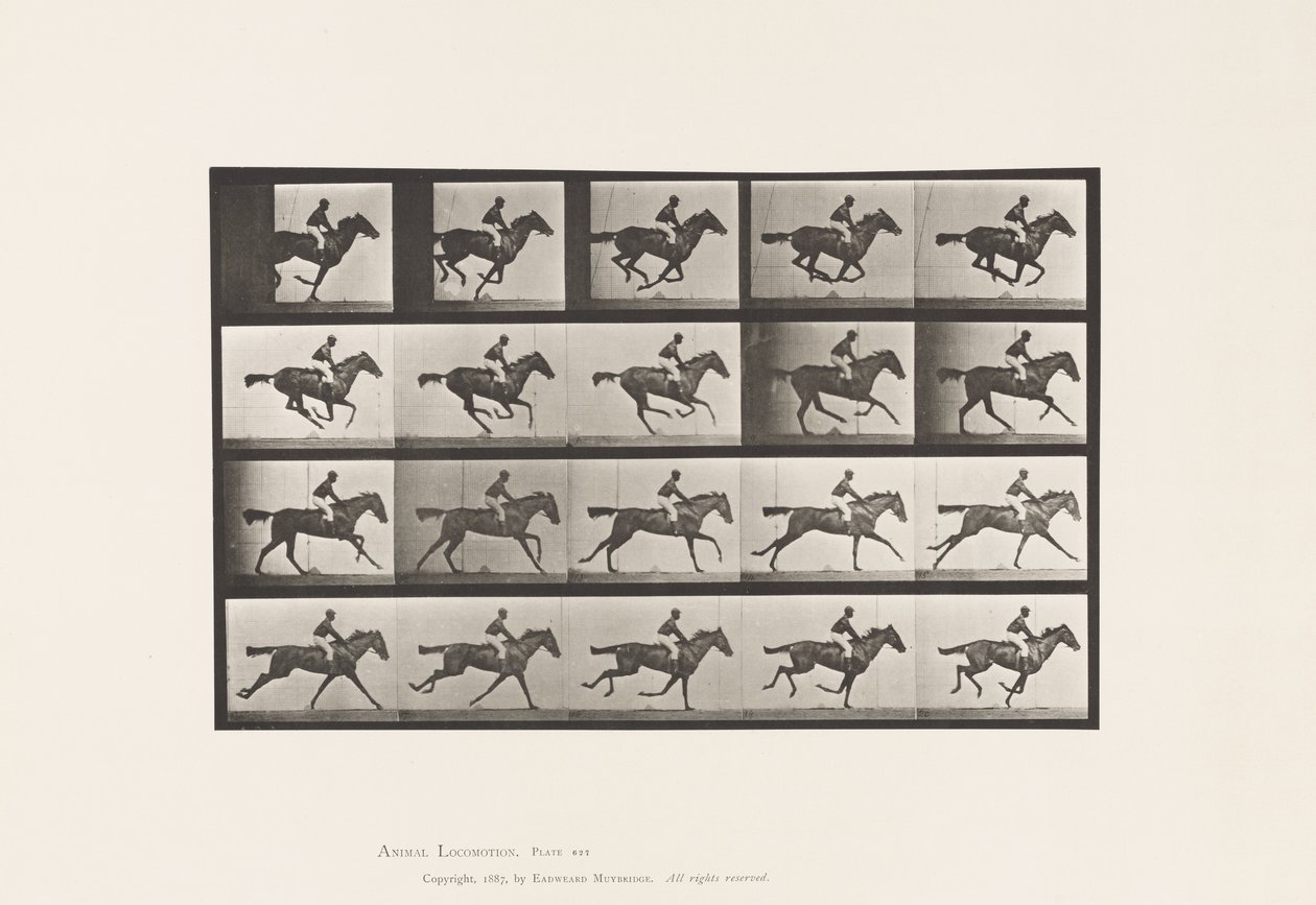 Plate 627. Gallop; Thoroughbred Bay Mare Annie G. by Eadweard Muybridge