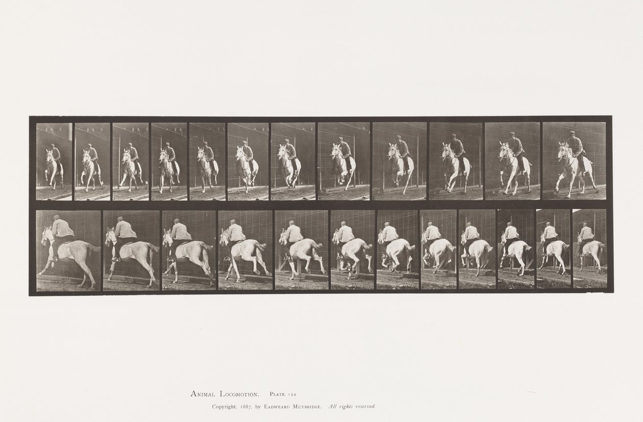 Gallop; Saddle; Gray Mare Pandora (Plate 630) by Eadweard Muybridge