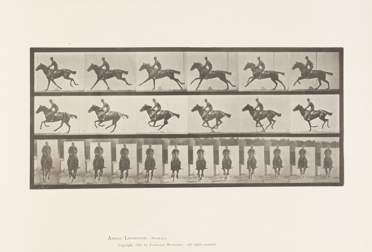 Gallop; Saddle; Thoroughbred Bay Horse Bouquet (Plate 631) by Eadweard Muybridge