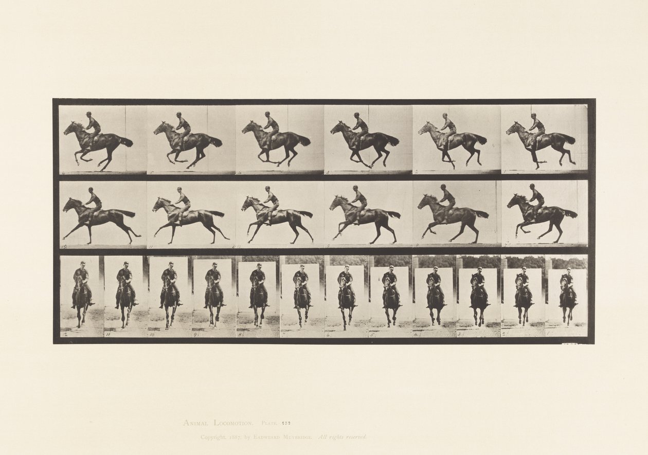 Gallop; Saddle; Thoroughbred Bay Horse Bouquet (Plate 632) by Eadweard Muybridge