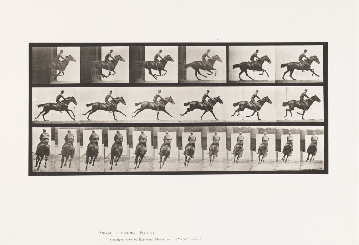 Gallop; Saddle; Thoroughbred Bay Horse Bouquet by Eadweard Muybridge