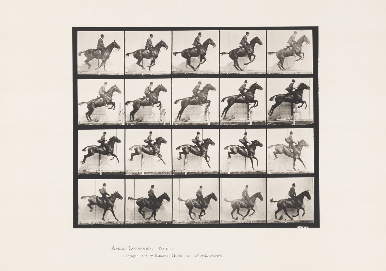 Plate 640. Jumping a Hurdle; Saddle; Bay Horse Daisy by Eadweard Muybridge