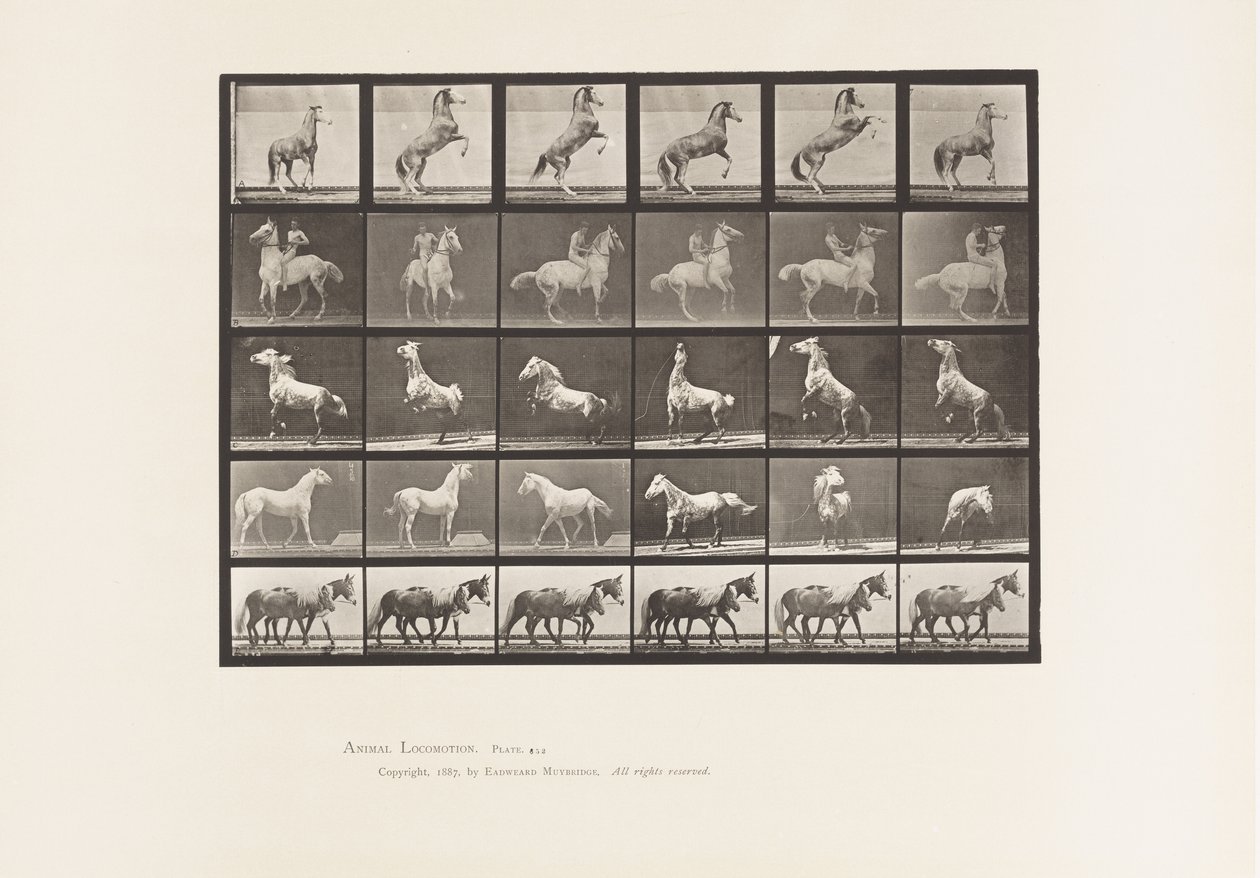 Horses Rearing by Eadweard Muybridge