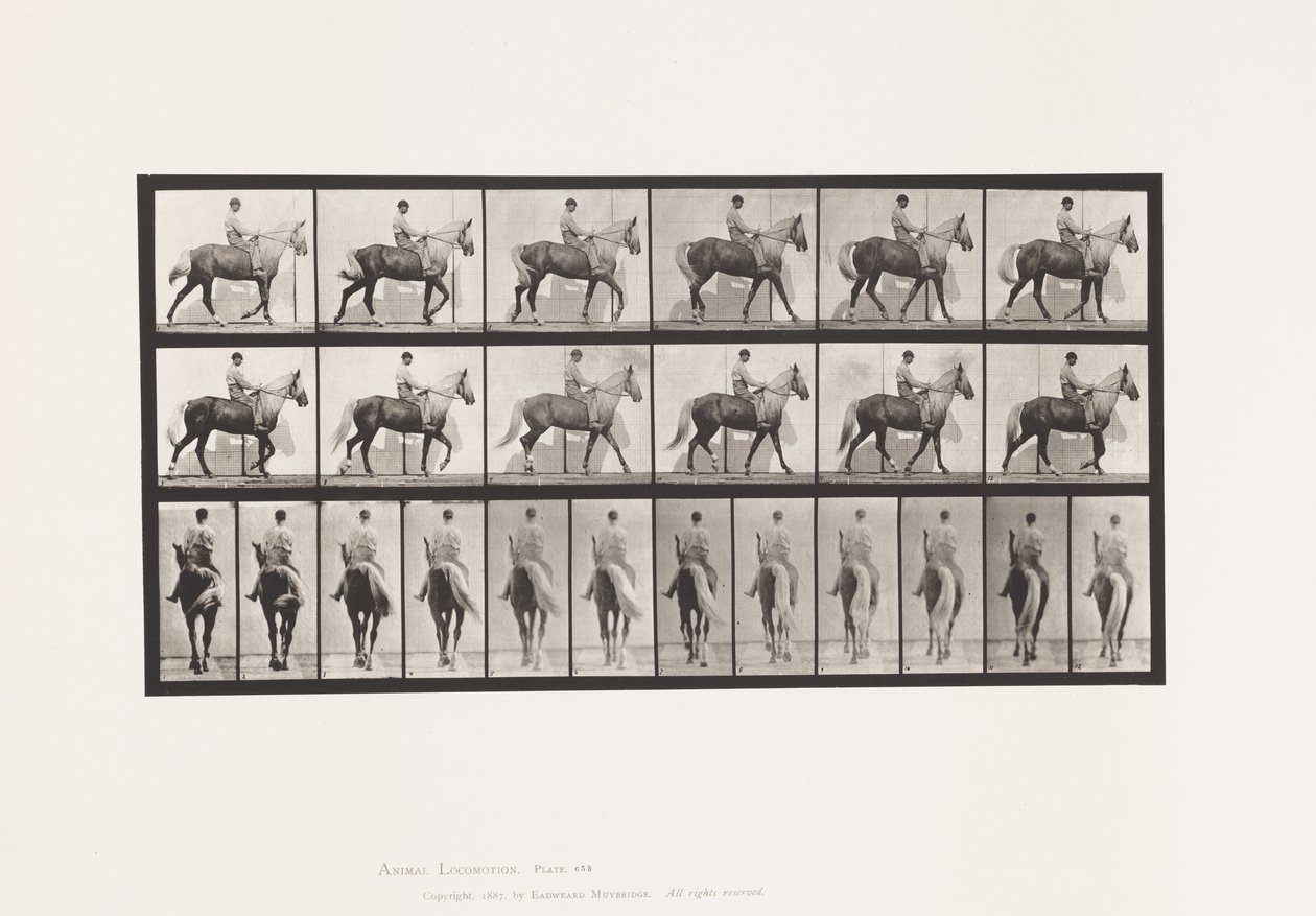 Plate 653. Walking; Saddle; Lame, Right Front Foot; Horse-Buckskin by Eadweard Muybridge