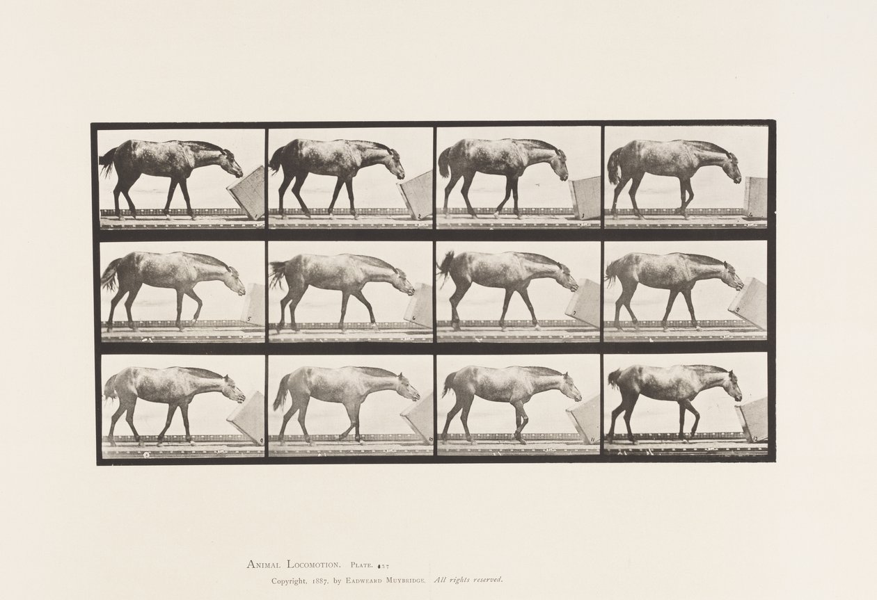 Rolling a Box; Pony, Lotta by Eadweard Muybridge